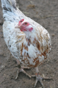 Nettie, who was rescued from a cockfighting operation. Photo by Marji Beach