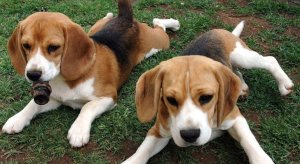 Beagles rescued