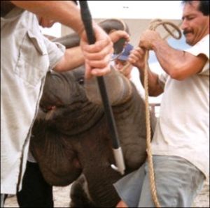 Bullhook being used on an elephant. Photo by PETA