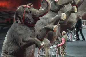 Ringling-elephants